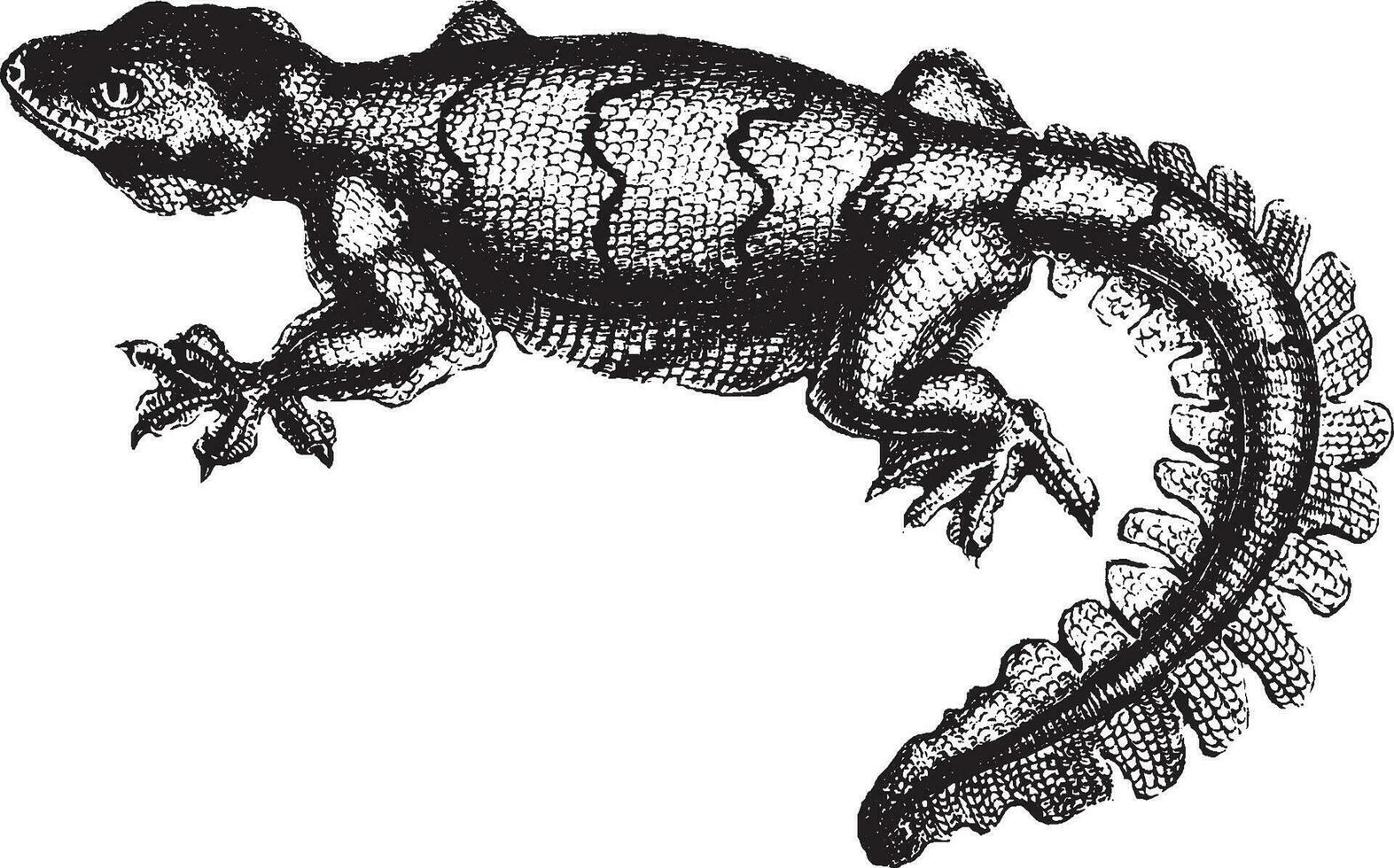 gecko, illustration vintage. vecteur