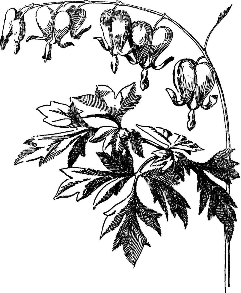 saignement, cœur, dicentra, fleurs, coquelicot, plante ancien illustration. vecteur