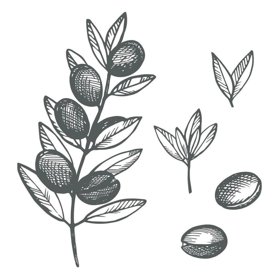 arganier plante main tiré vecteur illustration. ensemble avec arganier arbre gravé avec arganier feuilles, des fruits. produits de beauté ingrédient, arganier huile, récolte, arbre berbères et arabes. pour étiqueter, imprimer, conception, logo