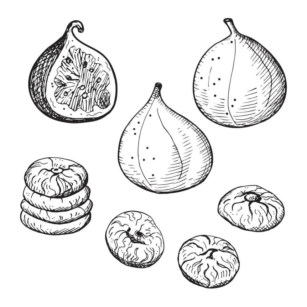 figues main tiré vecteur illustration. gravé dessin de Frais sycamine et sec des fruits figure arbre, en bonne santé alimentaire, délicieux dessert, Oriental bonbons, fruit récolte. pour impression étiqueter, badge, carte, logo