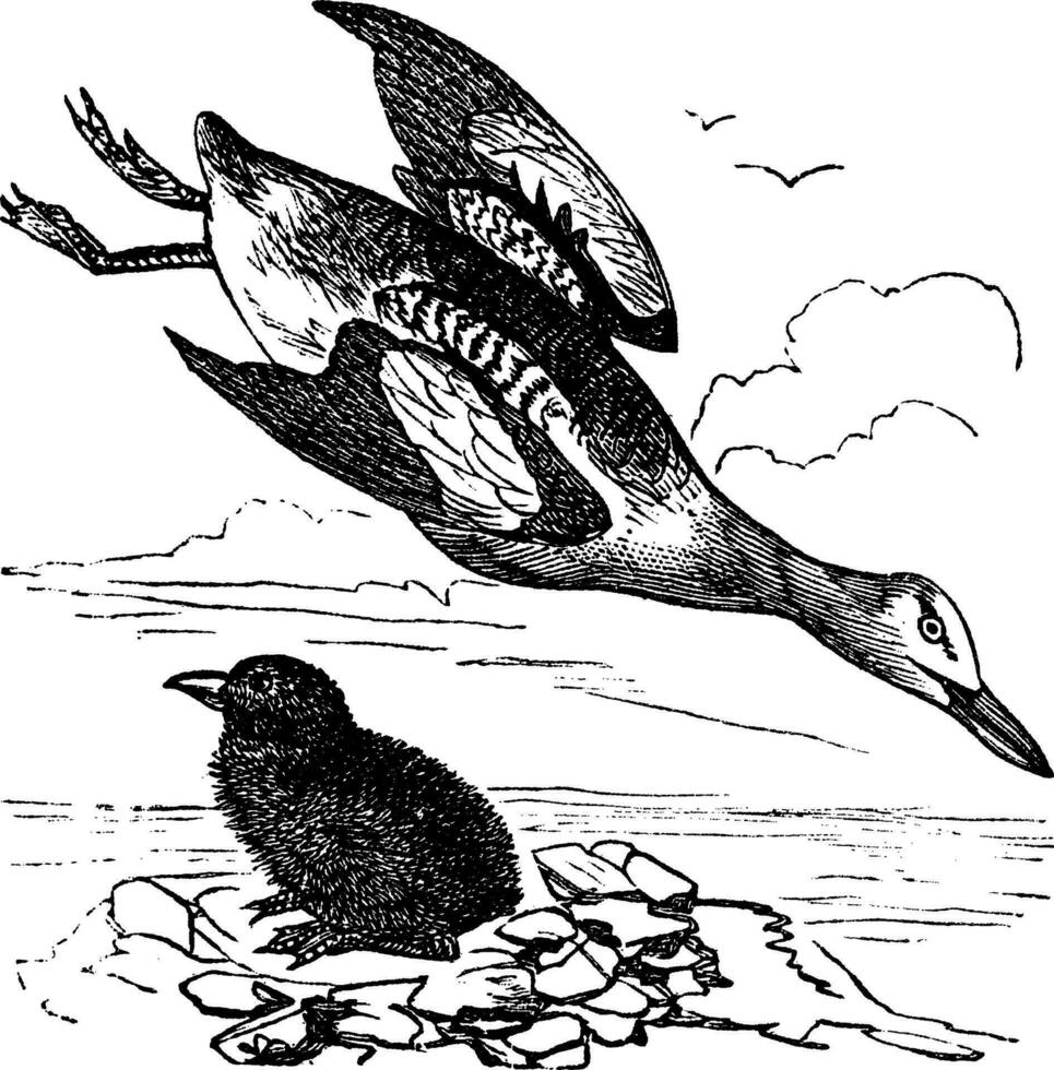 guillemot et Jeune hiver plumage ancien gravure vecteur