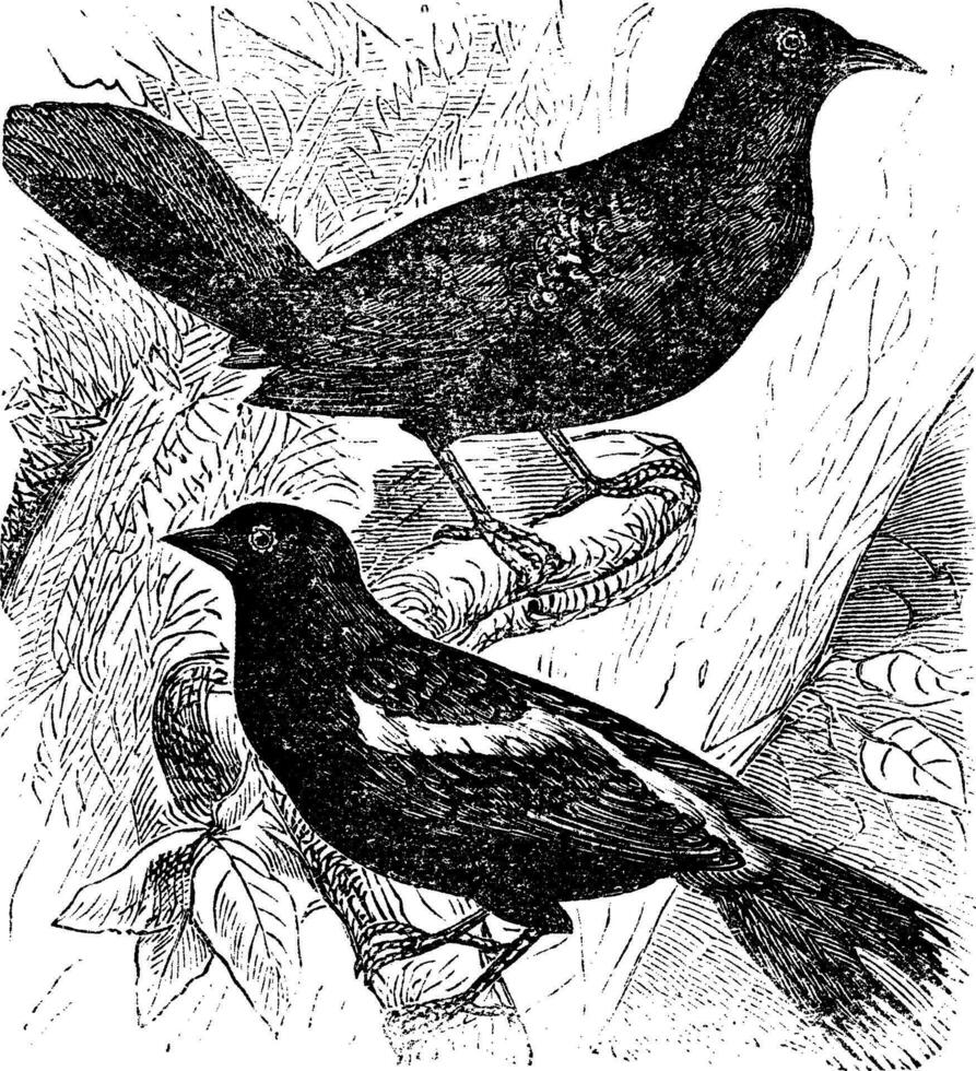 goglu des prés ou dolichonyx oryzivore, deux, des oiseaux, ancien gravure. vecteur