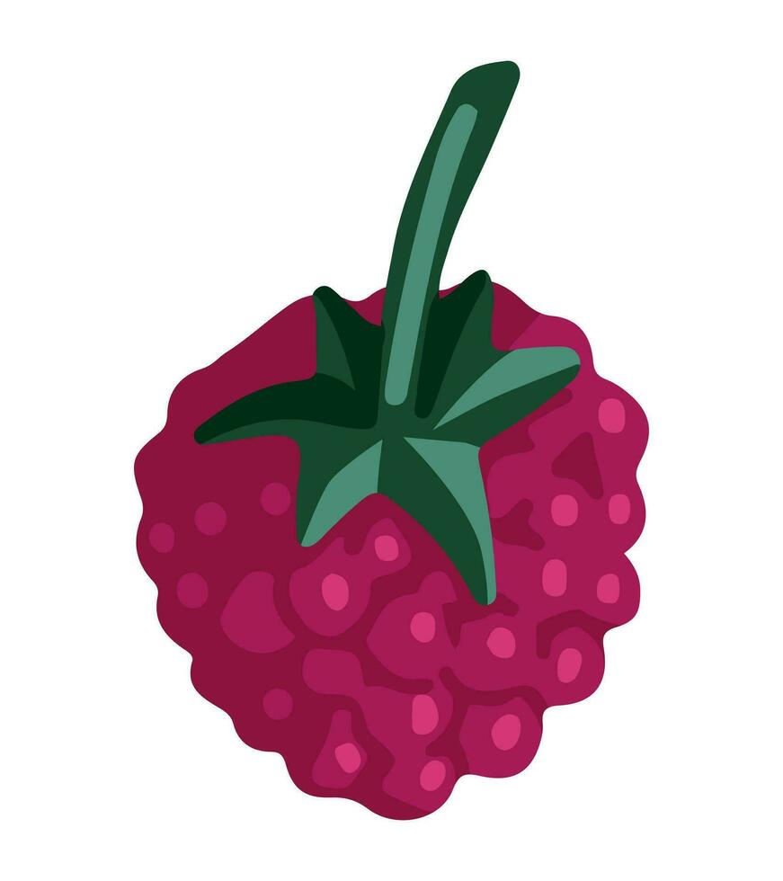 framboise clipart. été baies récolte griffonnage isolé sur blanche. coloré vecteur illustration dans dessin animé style.