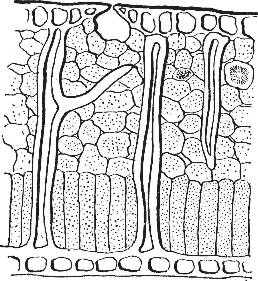 feuille lame la Coupe transversale, ancien gravure vecteur