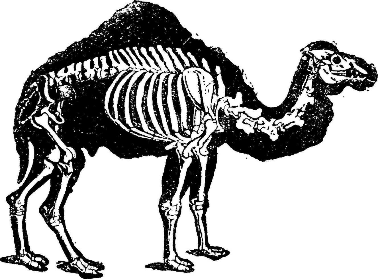 dromadaire chameau squelette avec profil de le corps, ancien gravure. vecteur