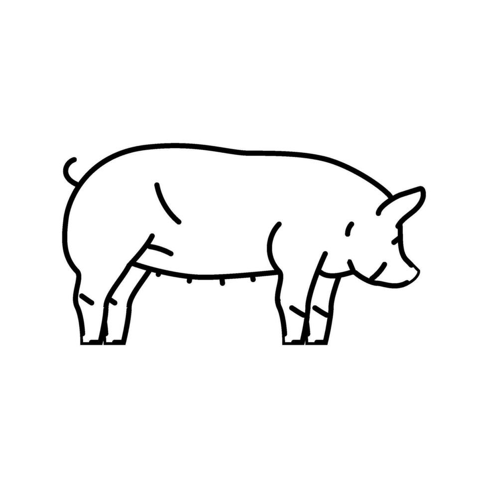 Berkshire porc race ligne icône vecteur illustration