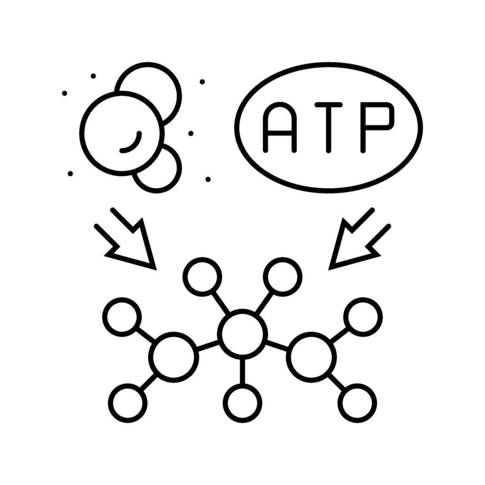 anabolisme biochimie ligne icône vecteur illustration