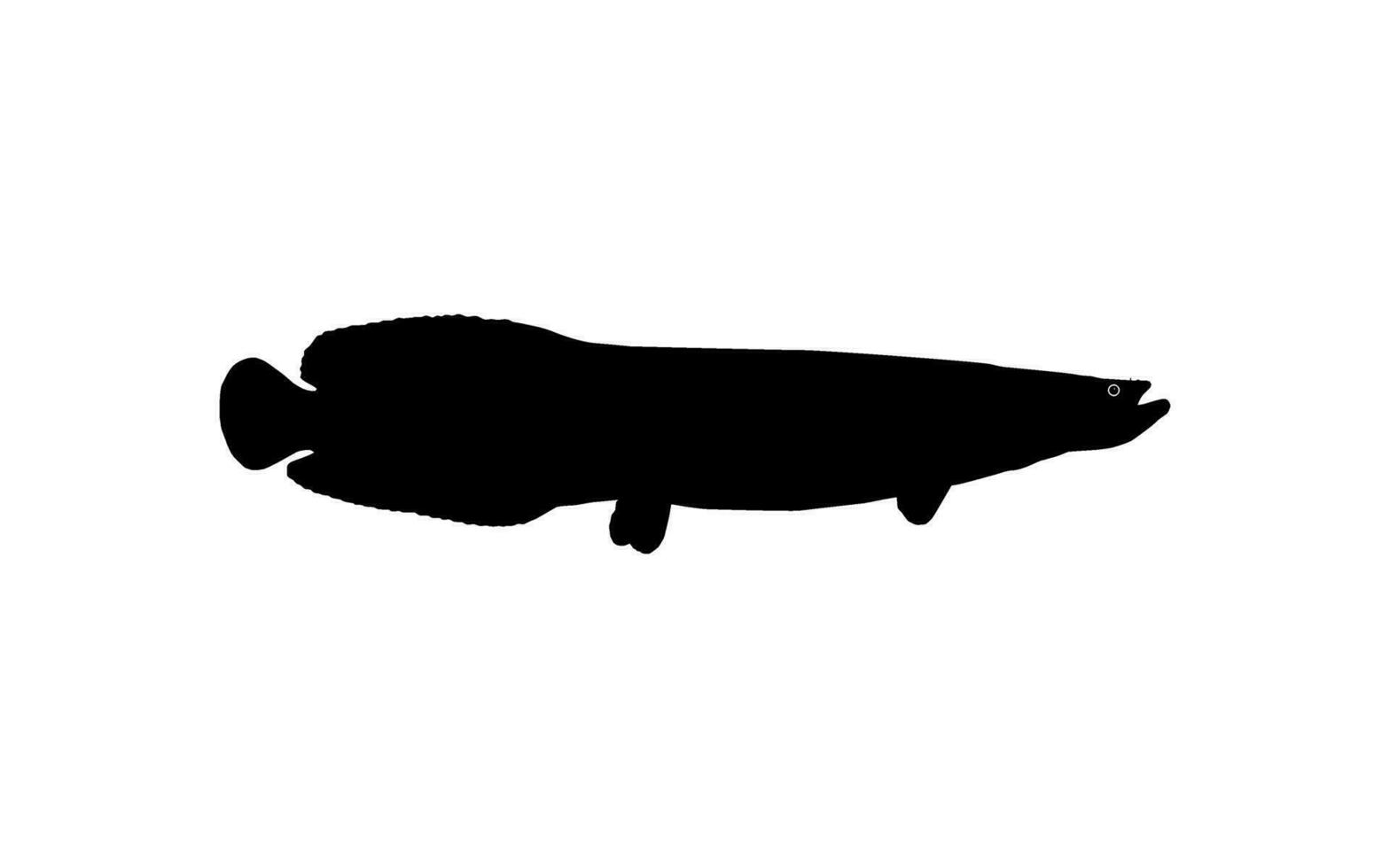 silhouette de le poisson arapaïma, ou pirarucu, ou paiche, pour icône, symbole, pictogramme, art illustration, logo taper, site Internet ou graphique conception élément. vecteur illustration