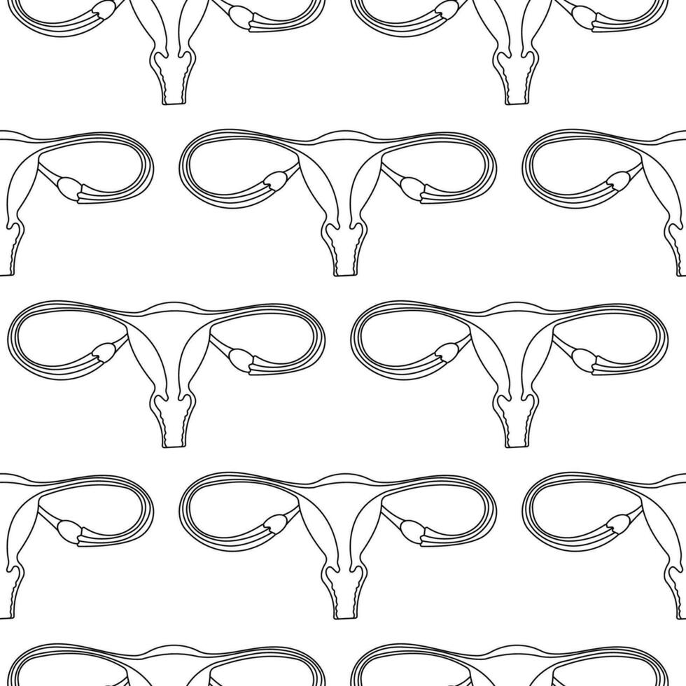 utérus organe femme vecteur cycle modèle ligne