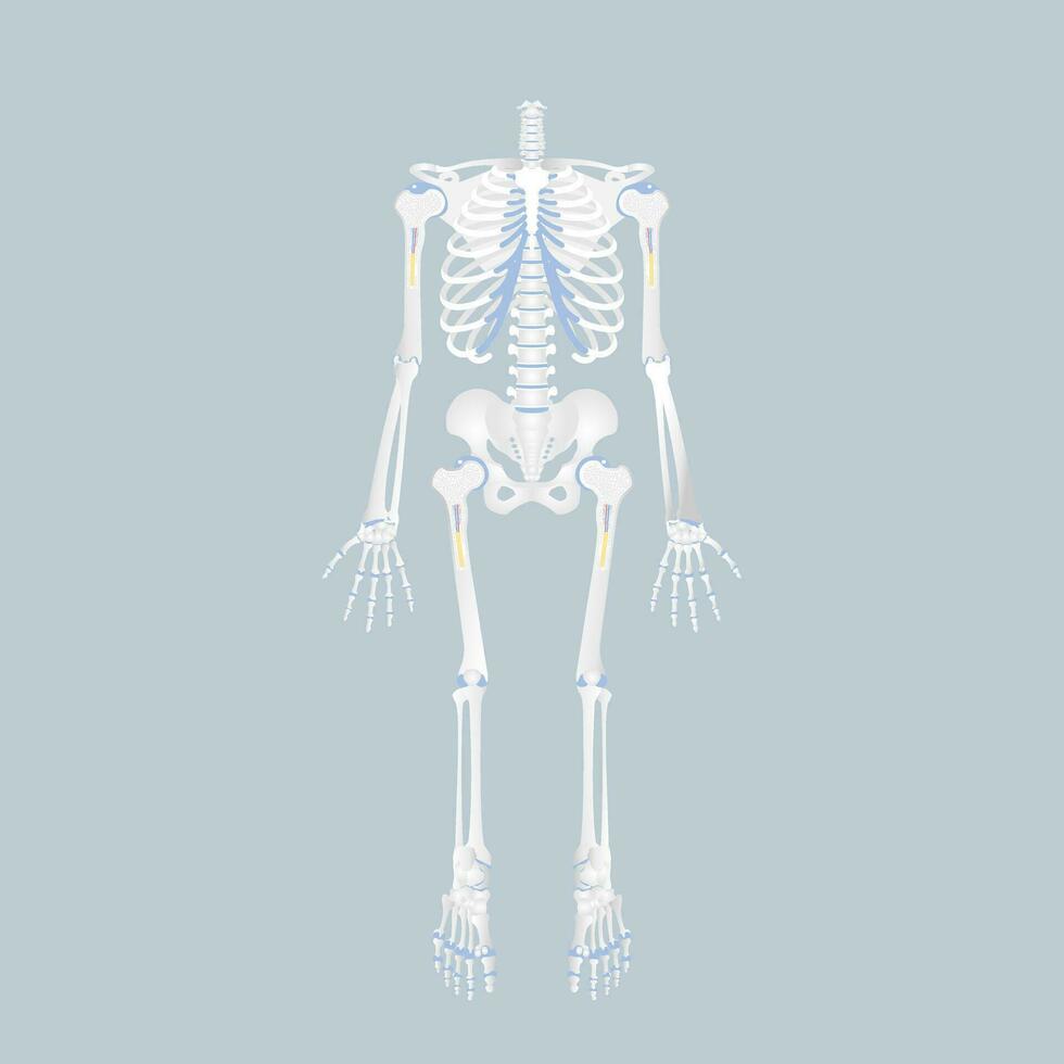 anatomie de Humain OS squelette, interne organes corps partie orthopédique santé se soucier, vecteur illustration dessin animé plat personnage conception
