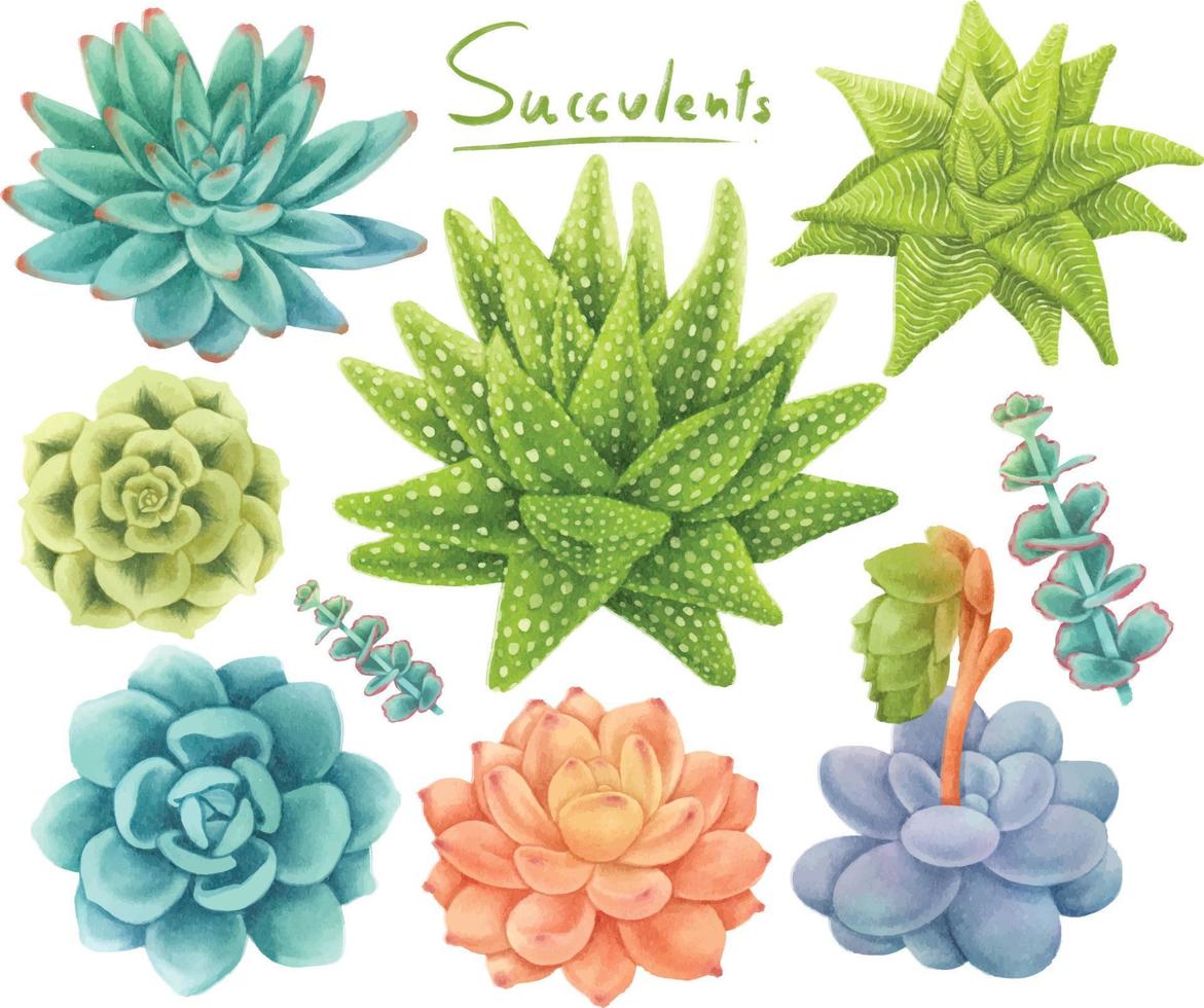 ensemble de style aquarelle de plantes succulentes vecteur