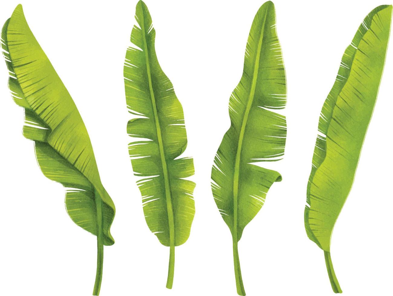 feuilles de bananier définir des illustrations d'éléments de styles aquarelle vecteur