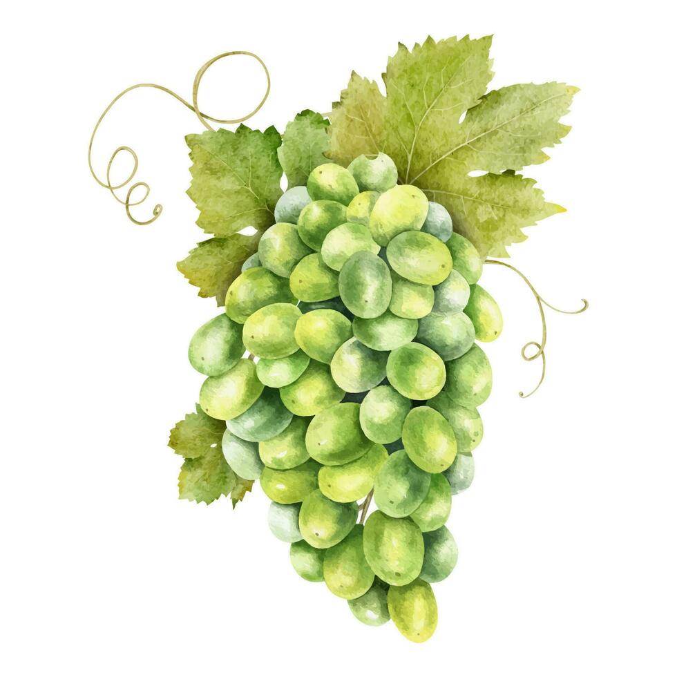 une bouquet de les raisins avec feuilles. grain de raisin vigne. aquarelle illustrations. isolé. pour le conception de Étiquettes de vin, grain de raisin jus et produits de beauté, mariage cartes, papeterie, salutations, fond d'écran, invitations vecteur