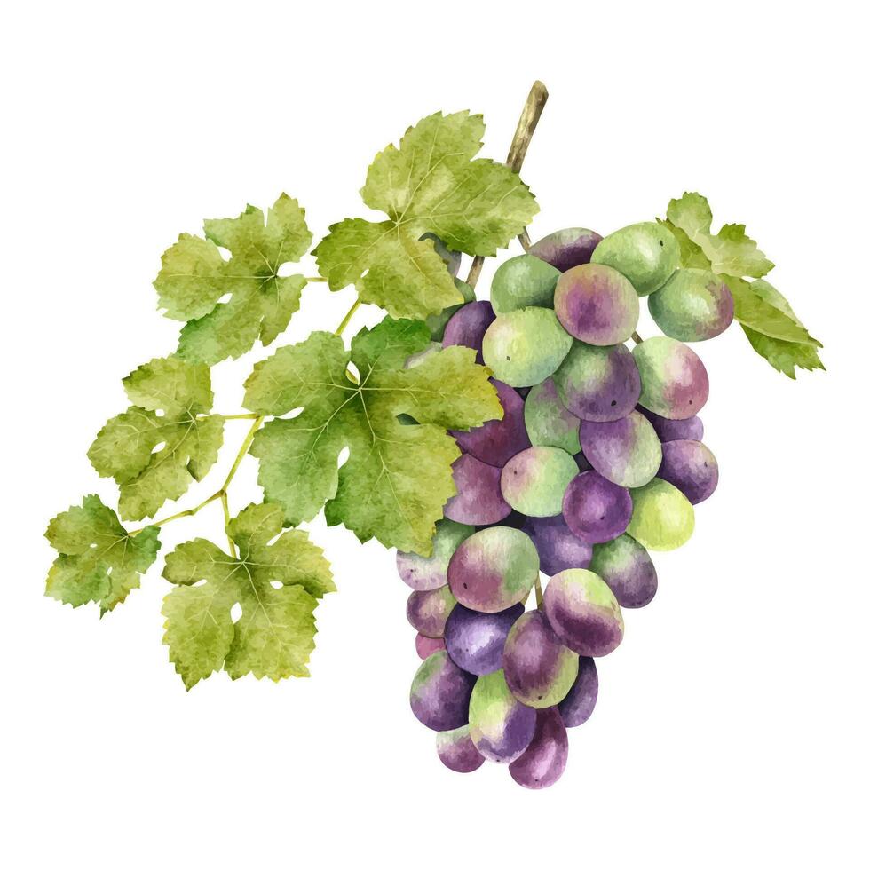 une bouquet de les raisins avec feuilles. grain de raisin vigne. aquarelle illustrations. isolé. pour le conception de Étiquettes de vin, grain de raisin jus et produits de beauté, mariage cartes, papeterie, salutations, fond d'écran, invitations vecteur