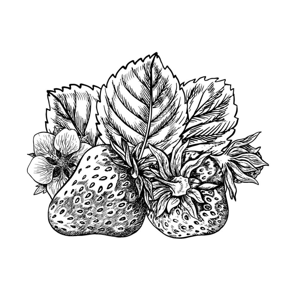 fraise, main tiré noir et blanc graphique vecteur illustration. isolé sur une blanc Contexte. pour Étiquettes, imprimé matériaux. pour designer emballage, bannières et menus, cartes, textiles et affiche