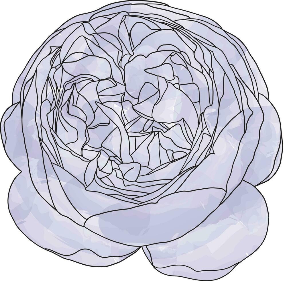 abstrait ligne Rose fleur sont épanouissement avec Couleur La peinture sur vide Contexte. vecteur