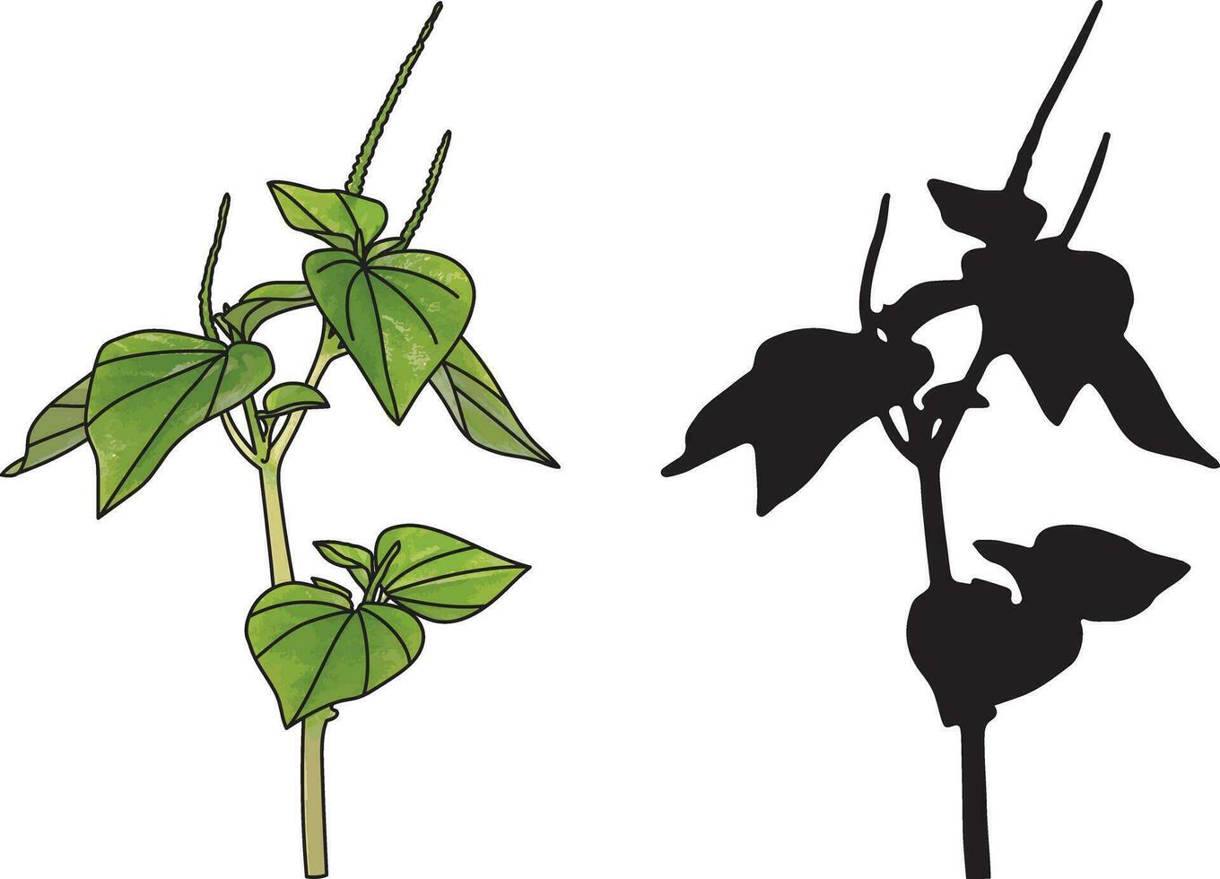 abstrait et silhouette de pellucoïde feuilles poivre plante sur blanc Contexte. vecteur