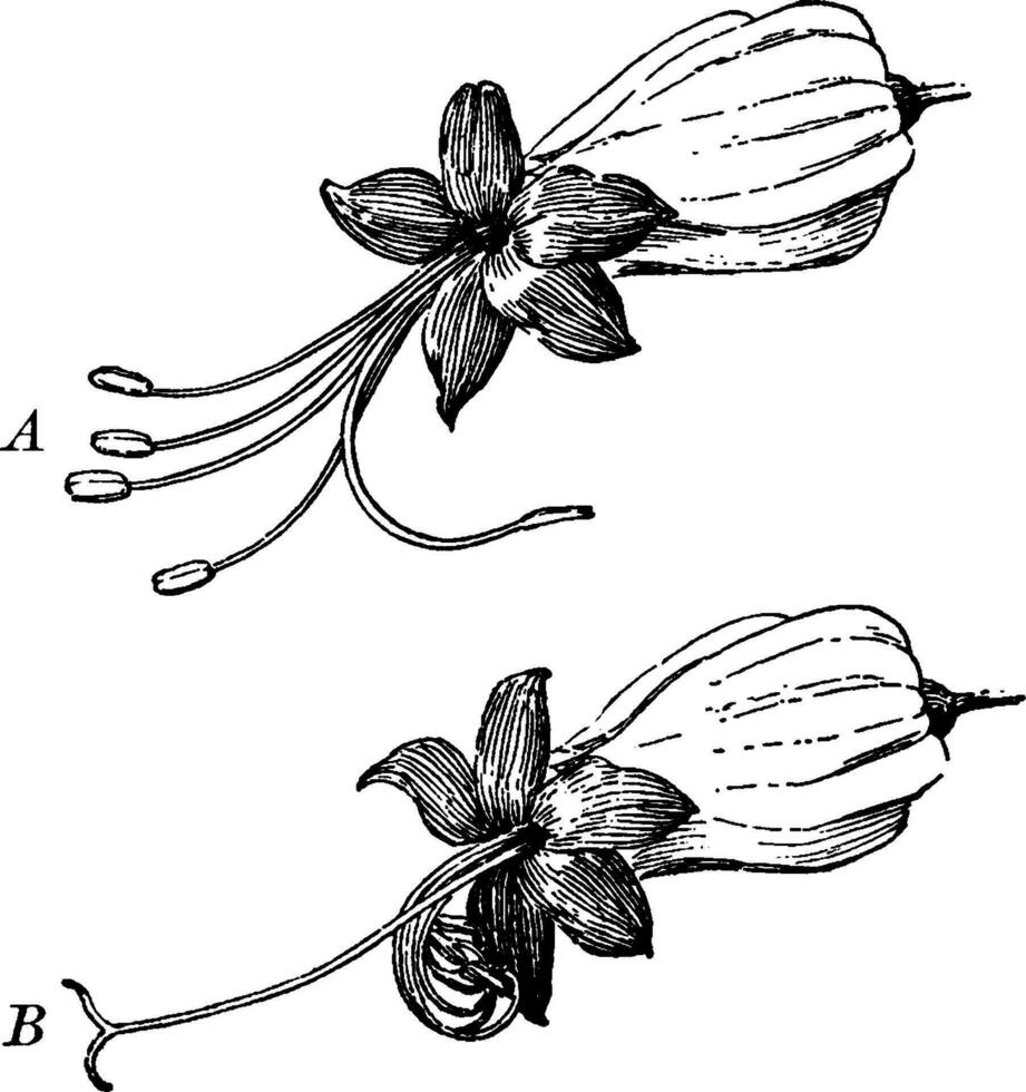 clérodendron ancien illustration. vecteur