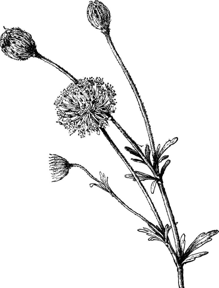 trachymène caerulea ancien illustration. vecteur