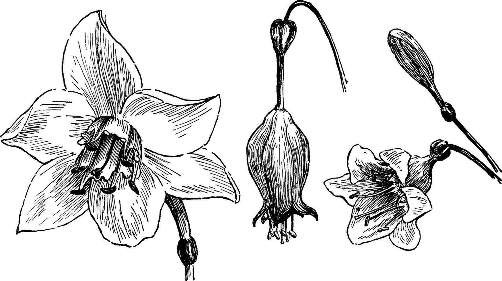 eucharis grandiflora ancien illustration. vecteur