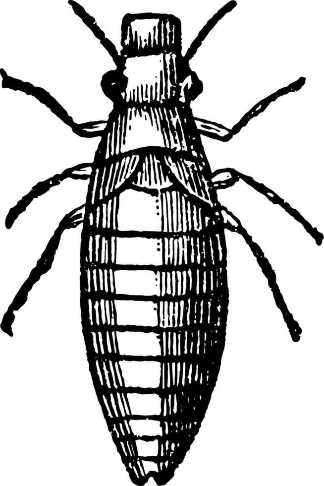 larve de le aphrophore ancien illustration. vecteur