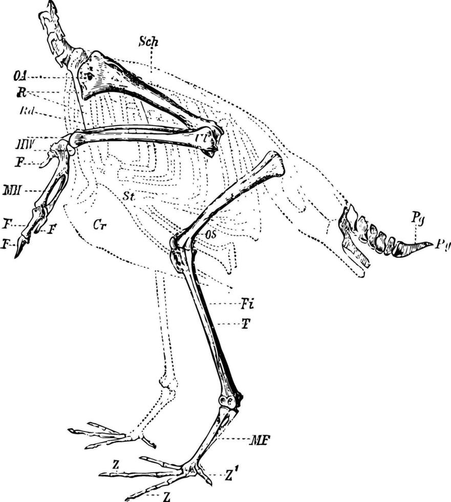 squelette de le membres et queue de une cariner oiseau, ancien illustration. vecteur