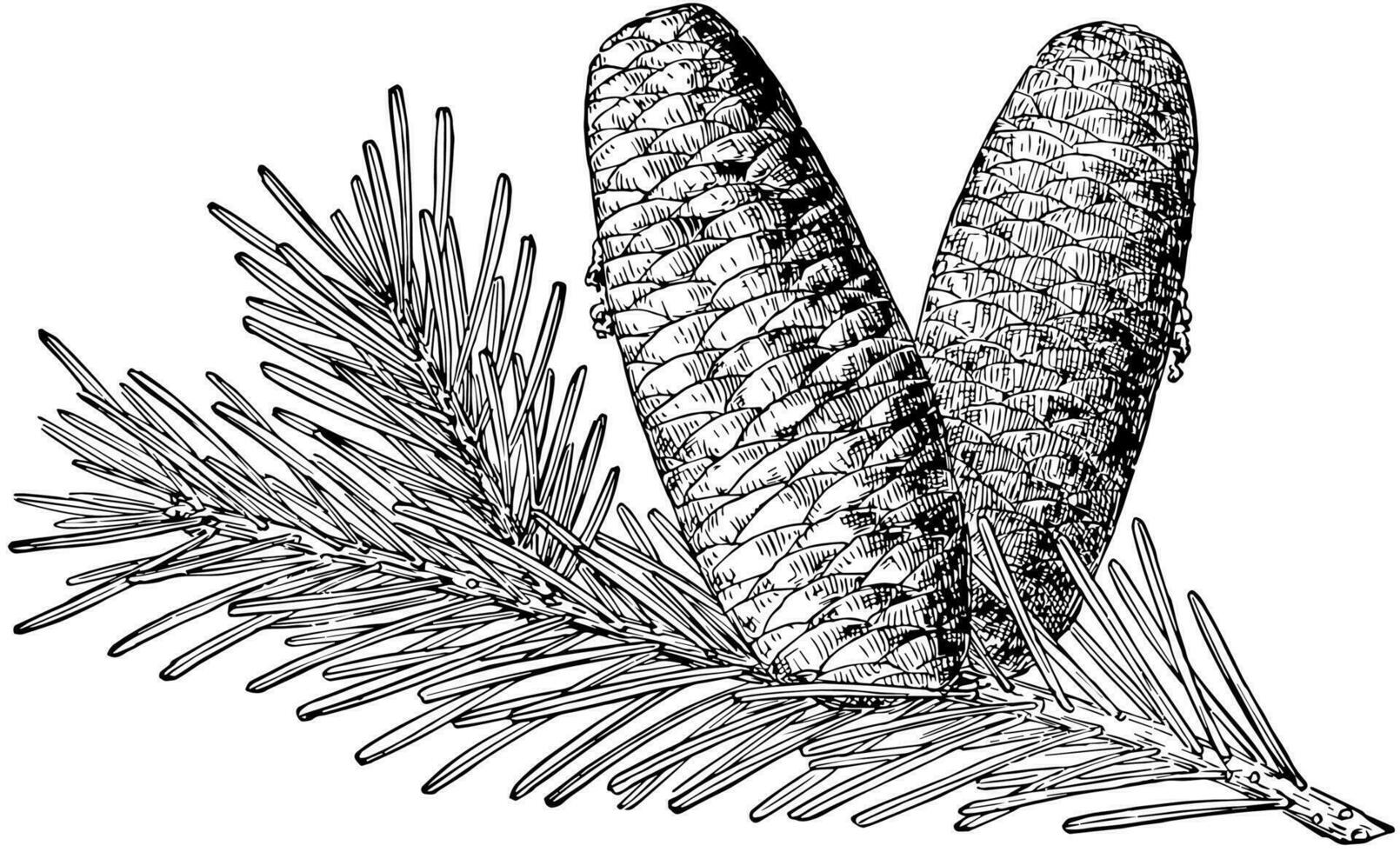 pin cône de grandiose sapin ancien illustration. vecteur