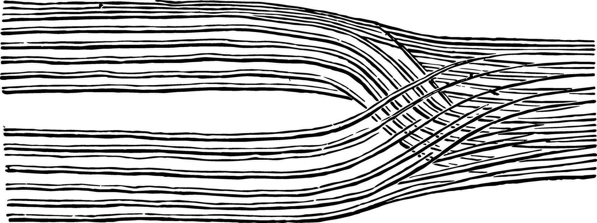 nerf des filaments, ancien illustration. vecteur