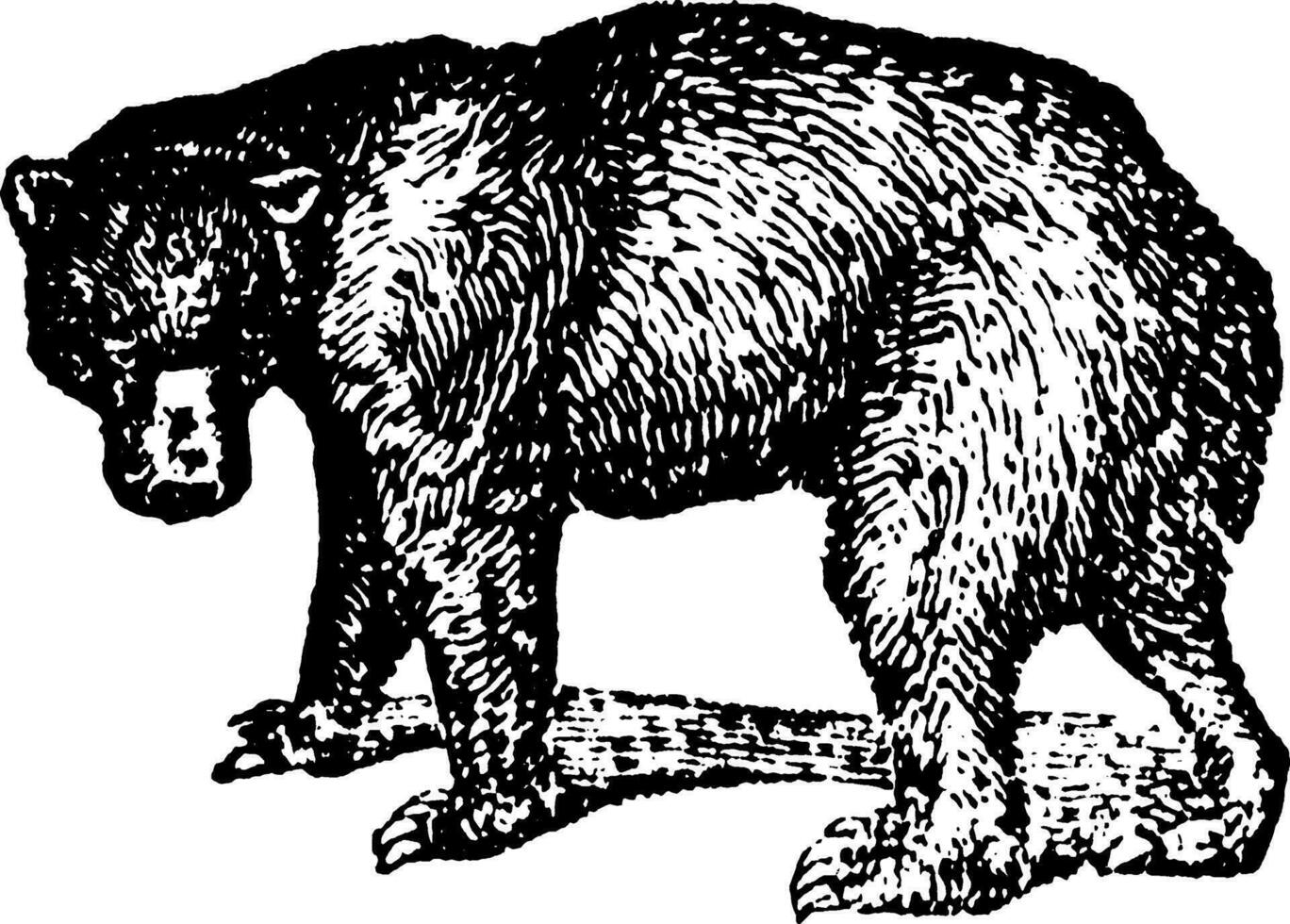 noir ours, ancien illustration. vecteur