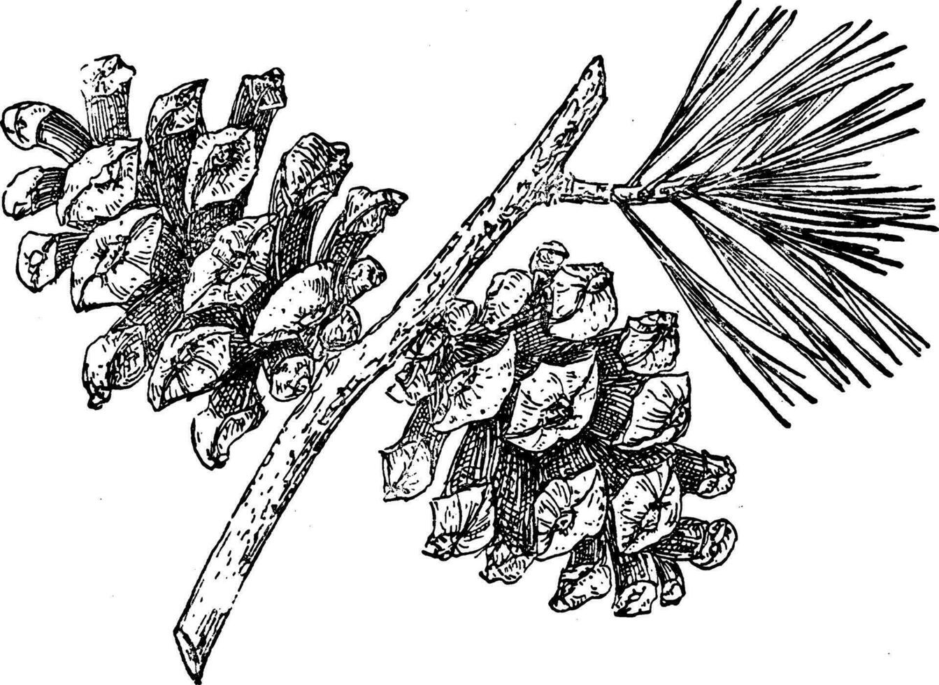 pin cône de mexicain pinyon ancien illustration. vecteur