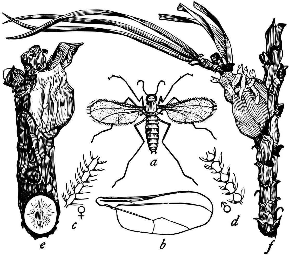 résine moucheron, ancien illustration. vecteur