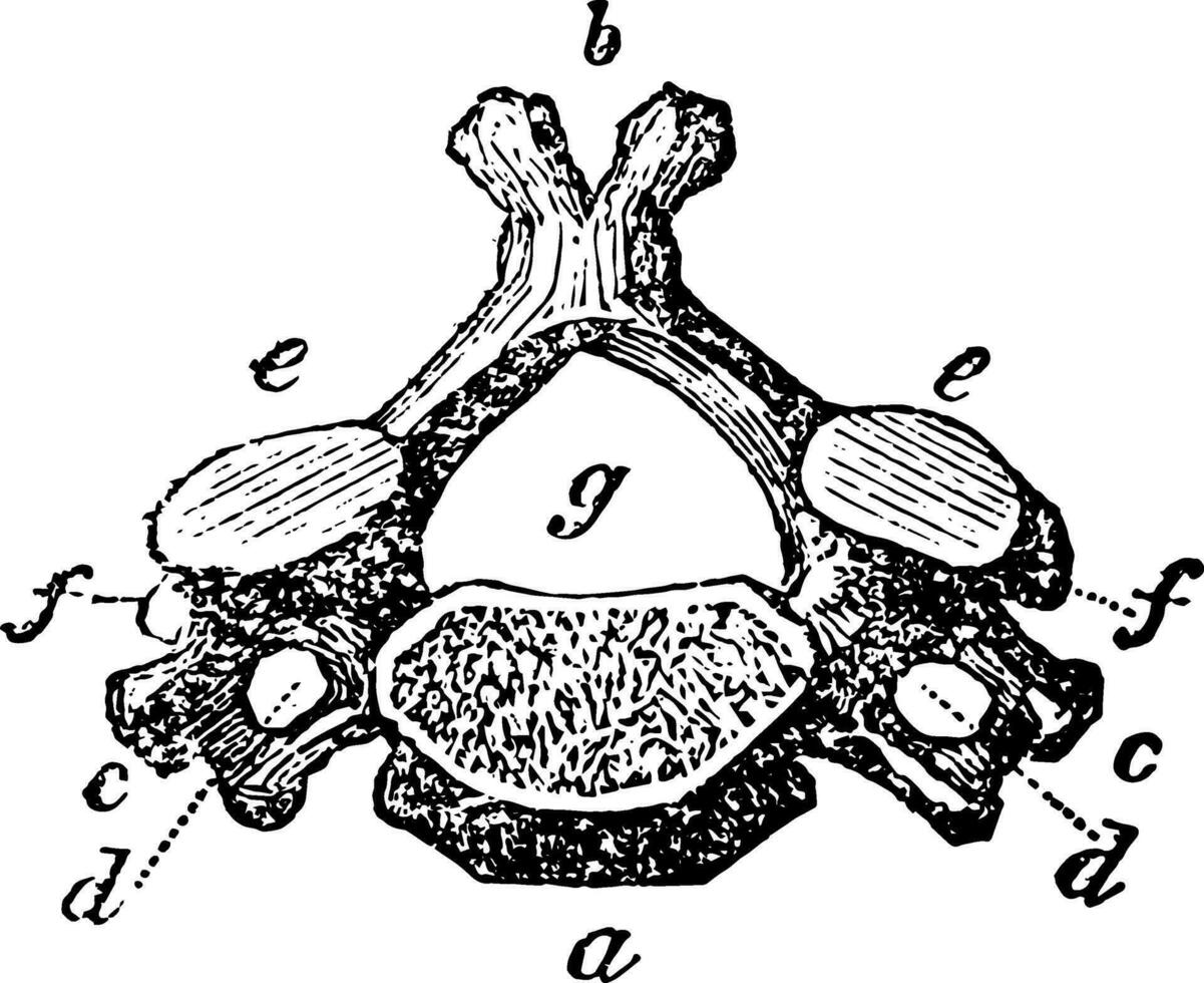 vertèbre de le cou, ancien illustration. vecteur