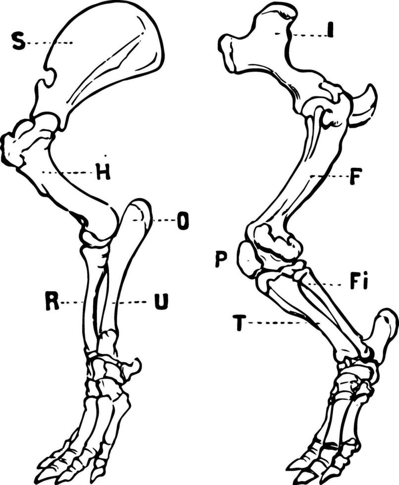 tapir jambes, ancien illustration. vecteur