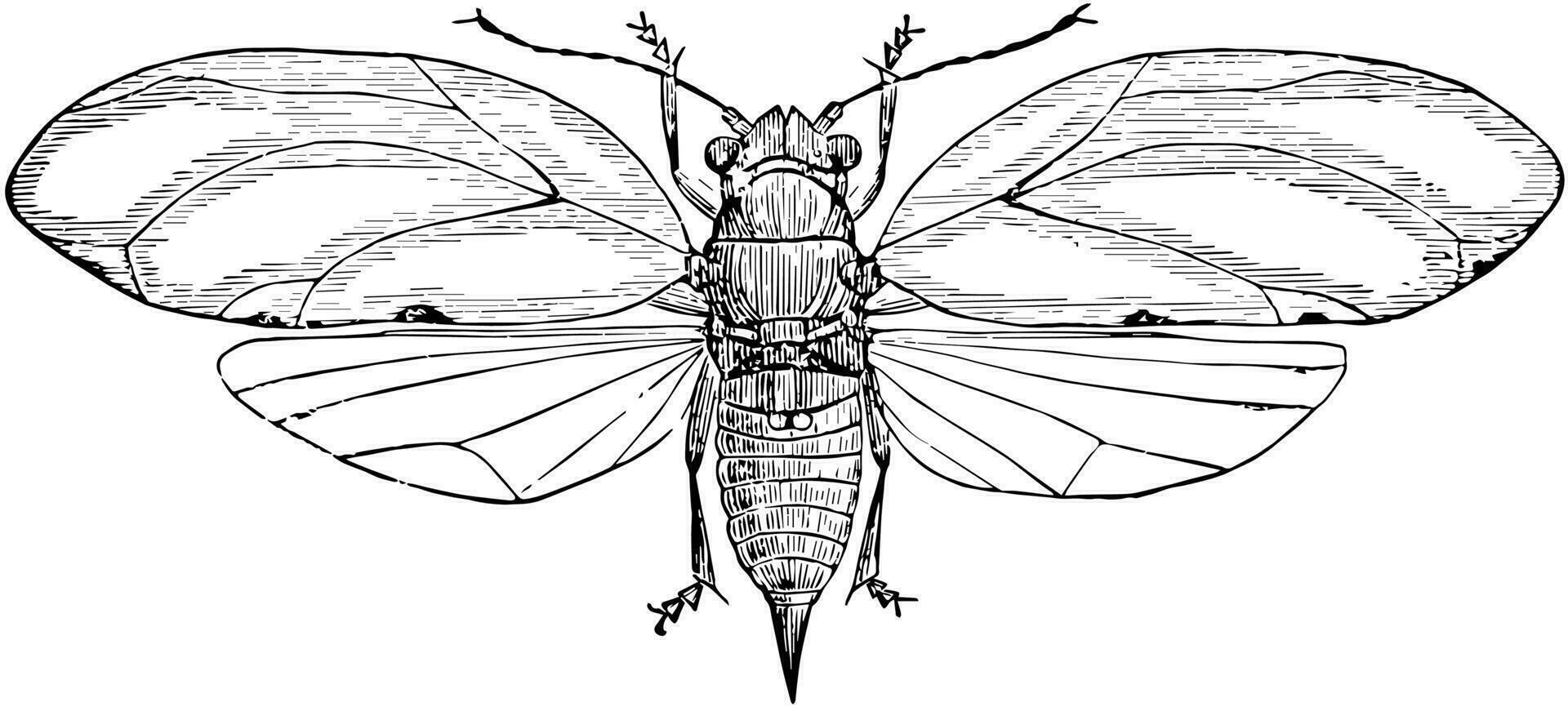 la mûre psylle, ancien illustration. vecteur