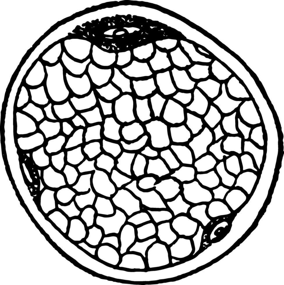 muscle fibre montrant noyaux, ancien illustration. vecteur