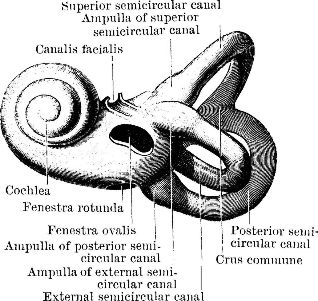 extérieur aspect de labyrinthe, ancien illustration. vecteur