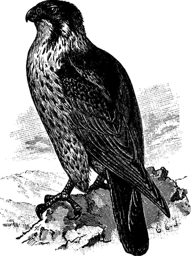 canard faucon, ancien illustration. vecteur