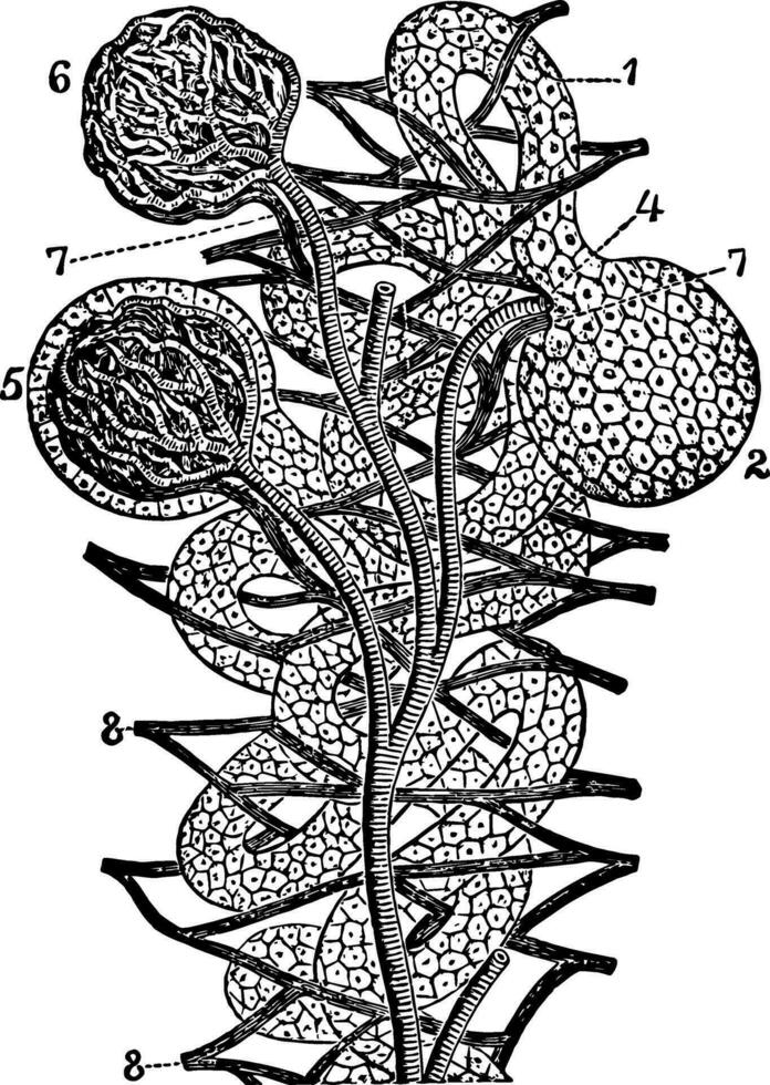 diagramme de le structure de le rein, ancien illustration. vecteur