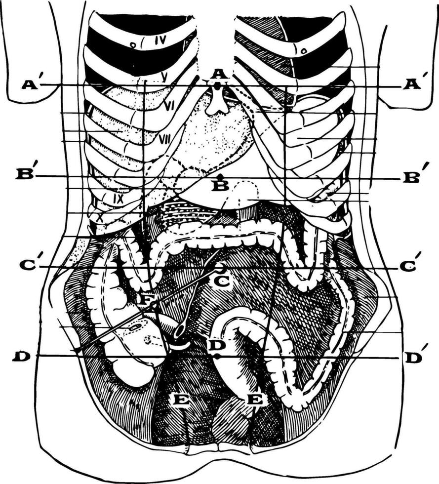 abdominal région, ancien illustration vecteur