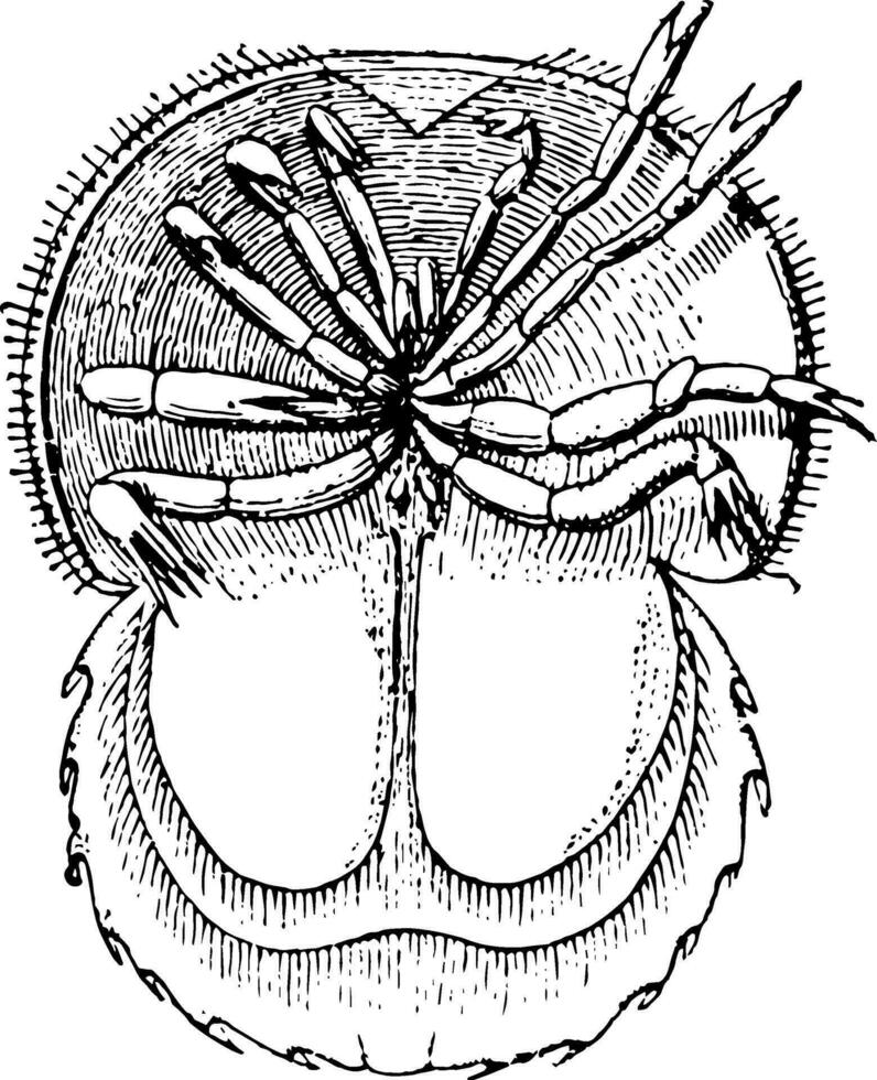 fer à cheval crabe, ancien illustration vecteur
