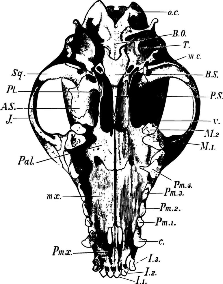 chien crâne, ancien illustration vecteur