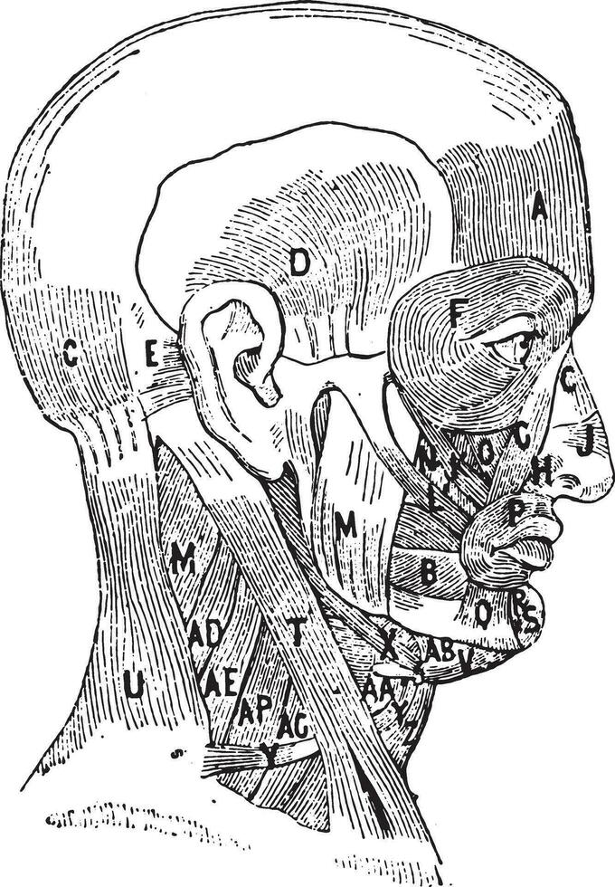 buccinateur muscle, ancien gravure. vecteur