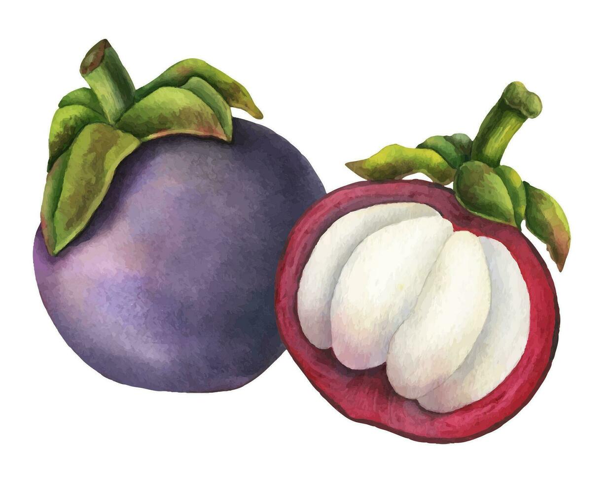 mangoustan aquarelle illustration. main tiré esquisser de exotique tropical fruit sur isolé Contexte. dessin de asiatique nourriture avec garcinia et juteux tranches. esquisser de Mangostana pour menu conception vecteur