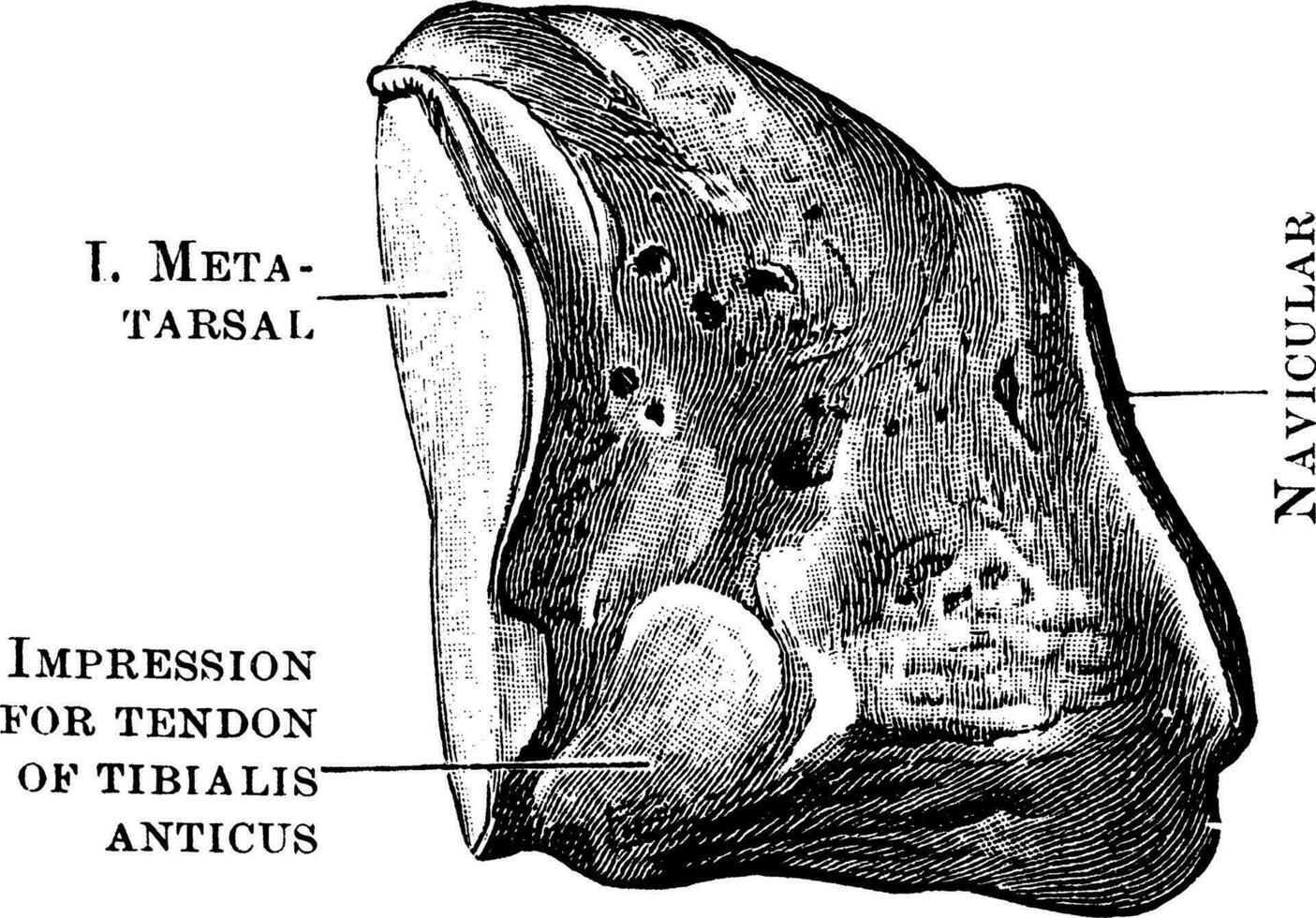 interne cunéiforme, ancien illustration. vecteur