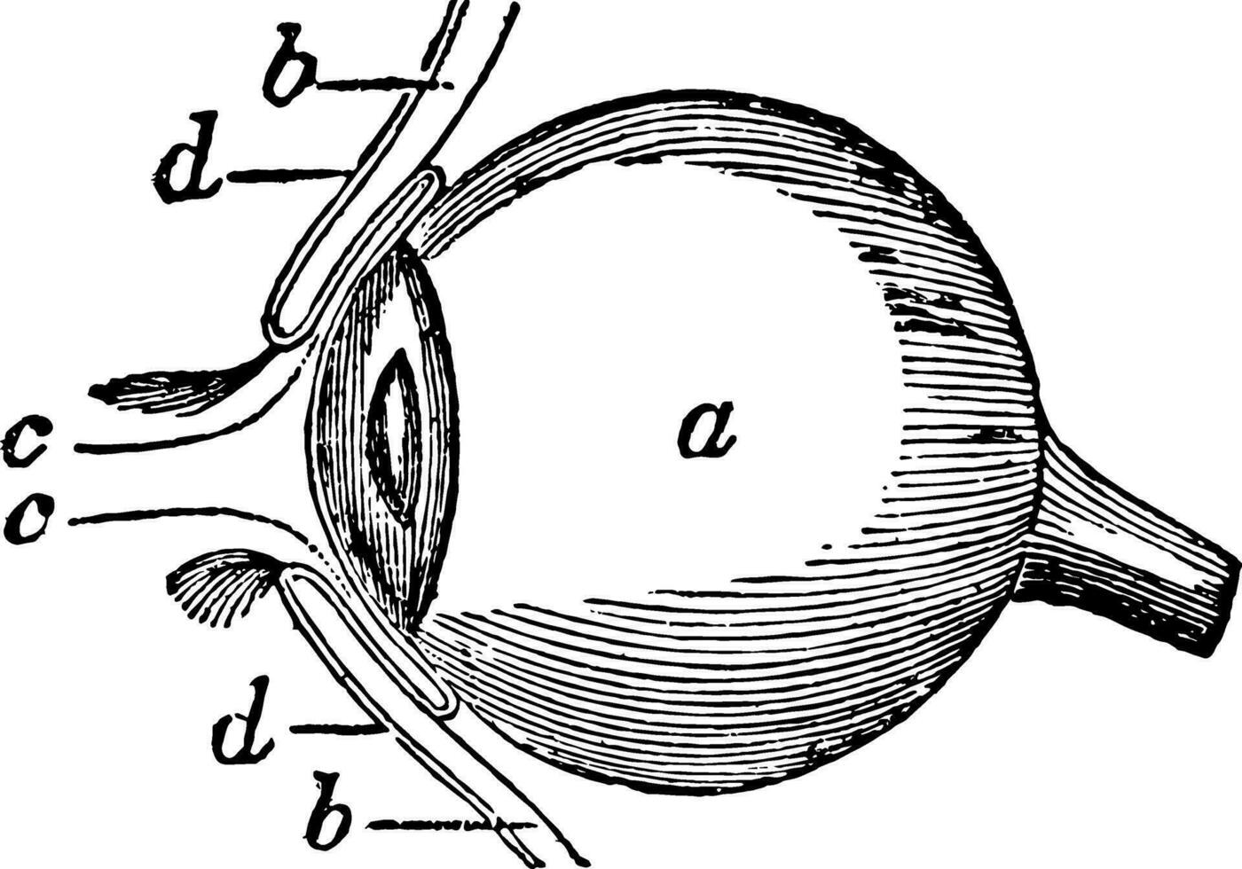 côté vue de le globe oculaire, ancien illustration. vecteur