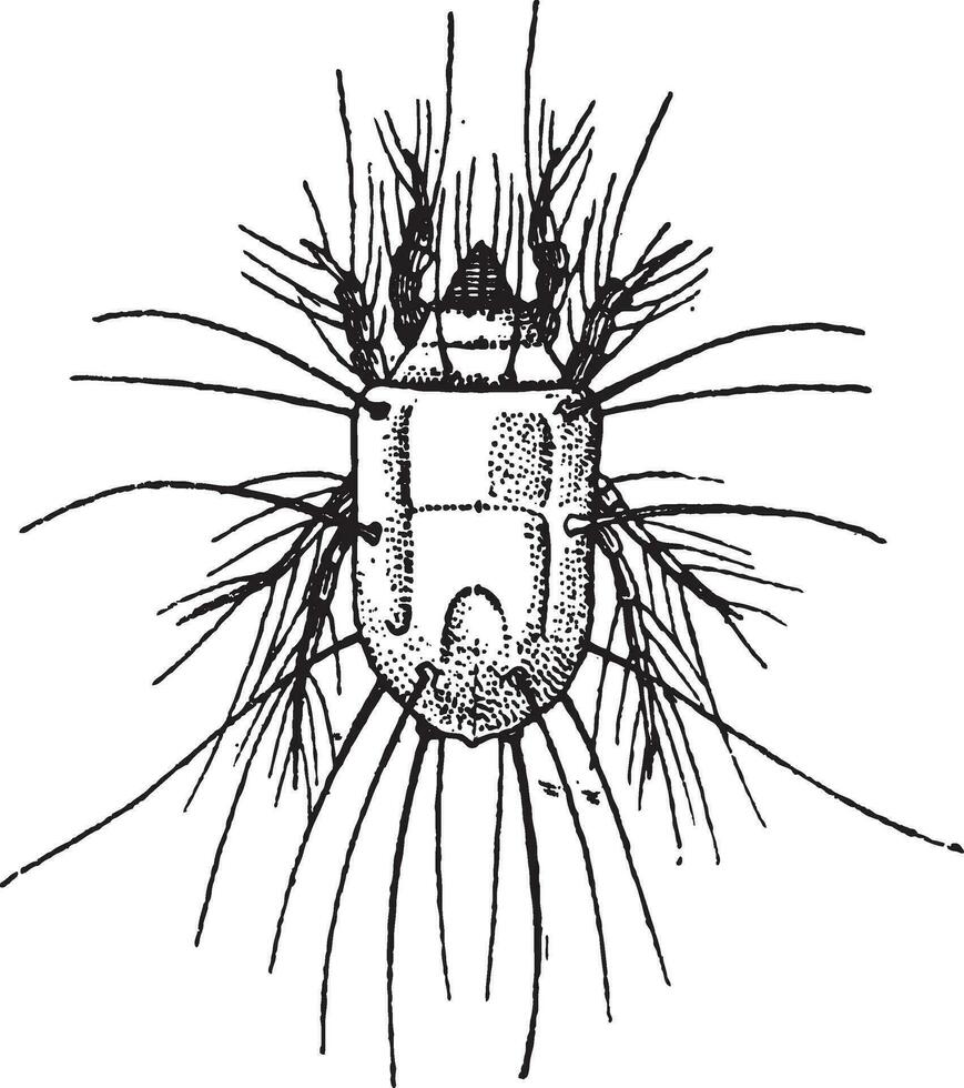 fromage mite ou tyrophage caséi, ancien gravure vecteur