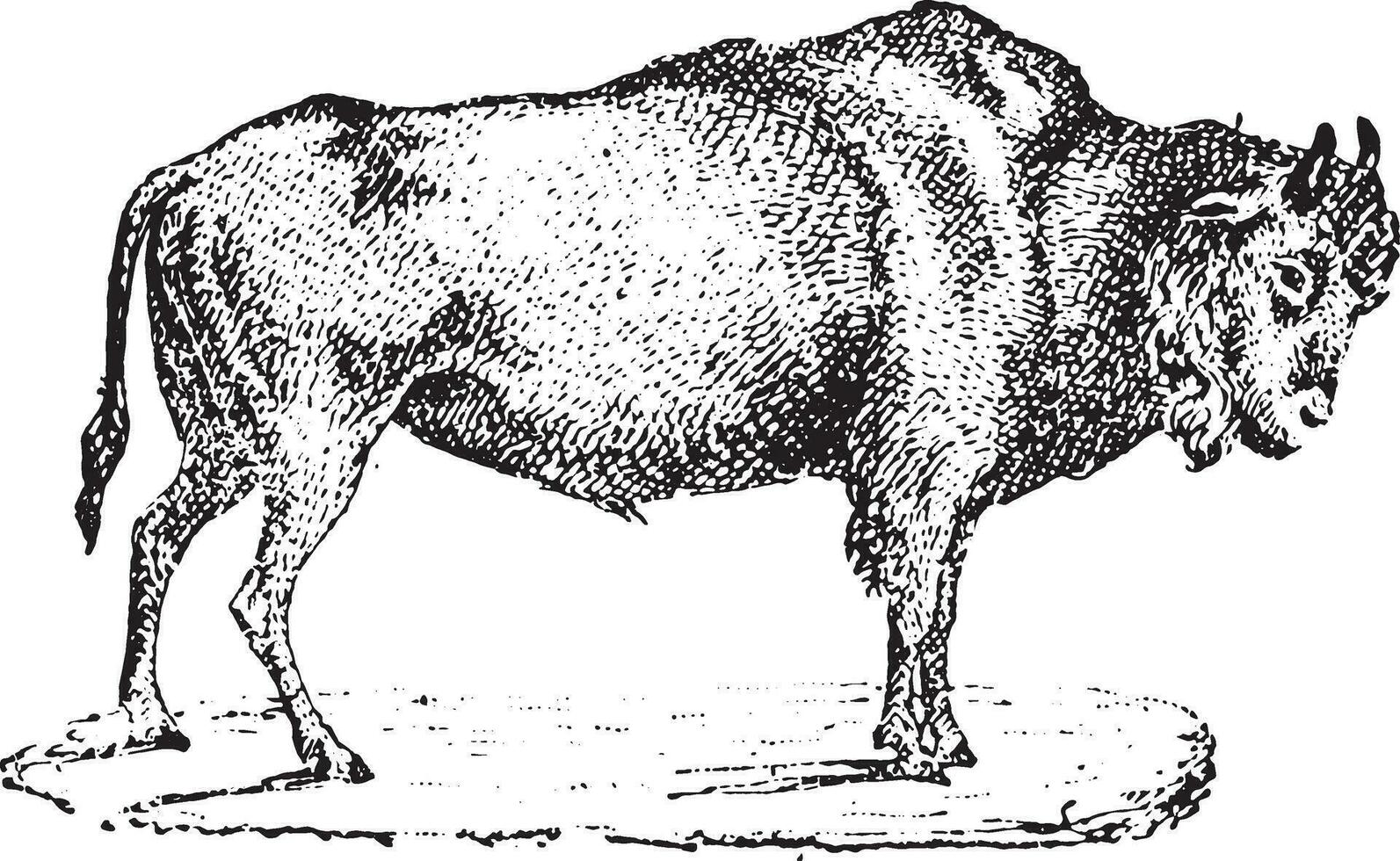 aurochs, ancien gravure. vecteur