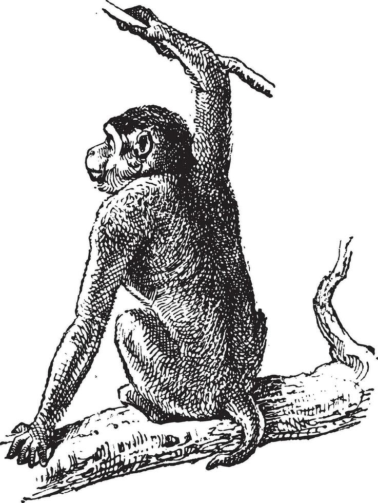 macaque ou macaca sp., ancien gravure vecteur