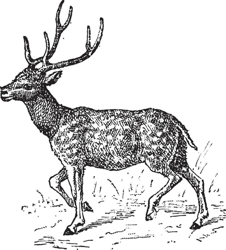 axe cerf, ancien gravure. vecteur