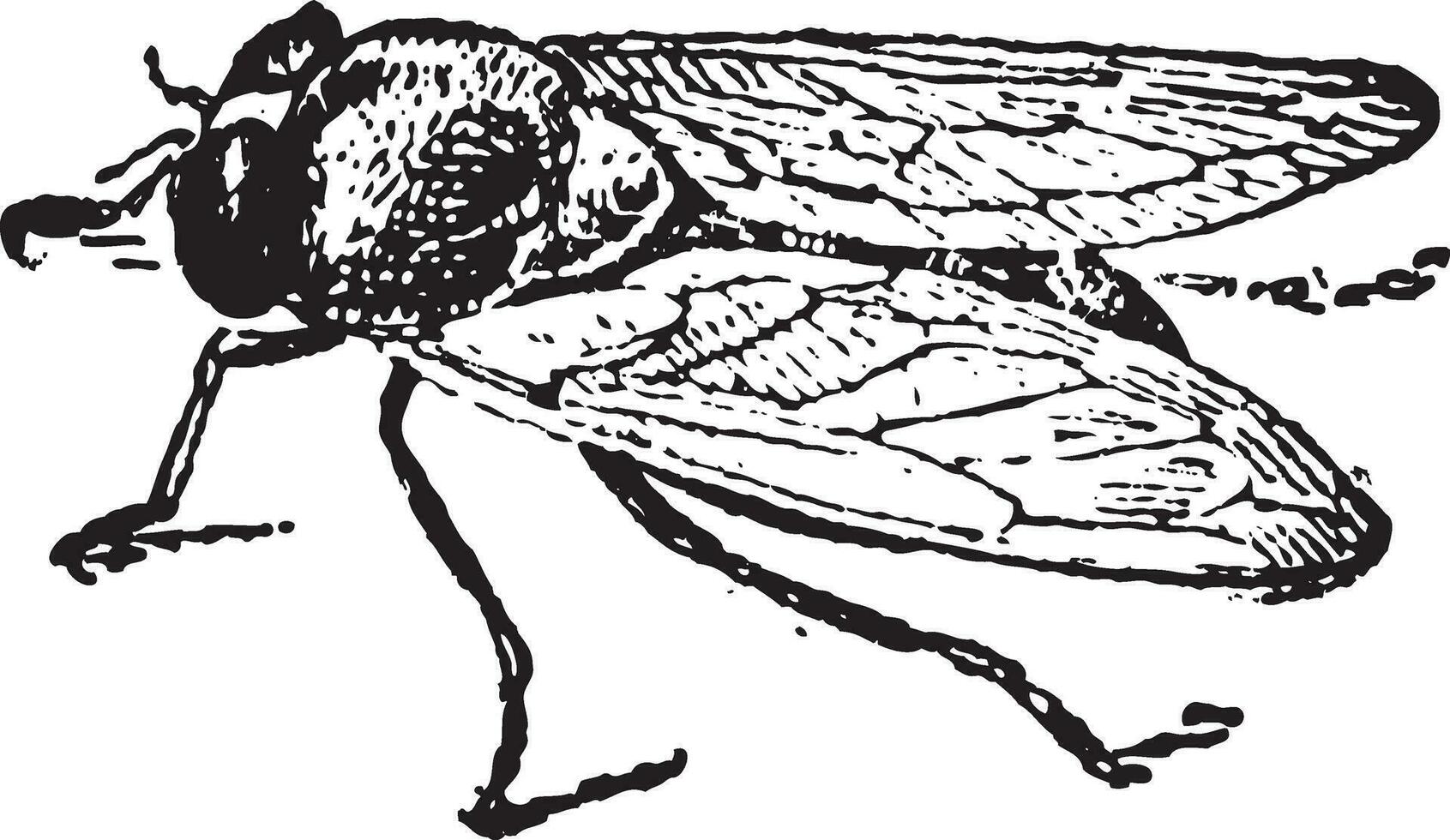 commun fruit mouche ou drosophile mélanogaster, ancien gravure vecteur